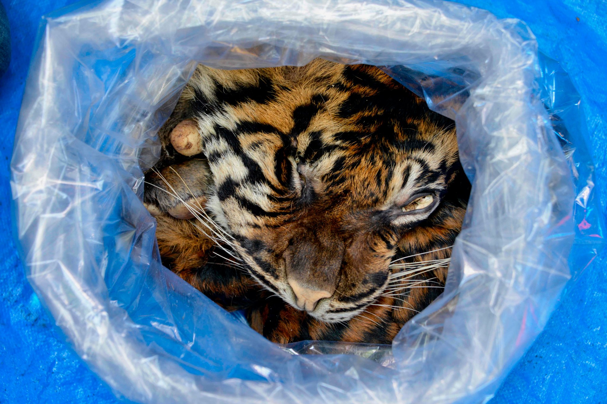 Sumatran_Tiger_Skin.jpg